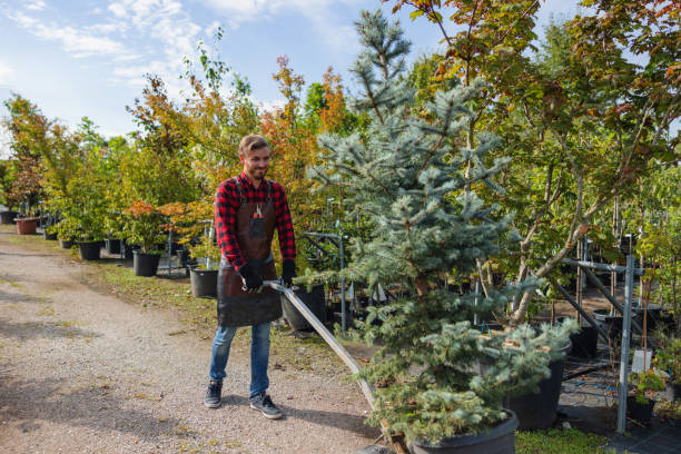 How Our Tree Care Process Works  in  Tremont, IL